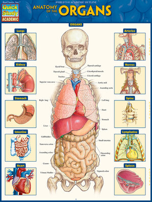 cover image of Anatomy of the Organs